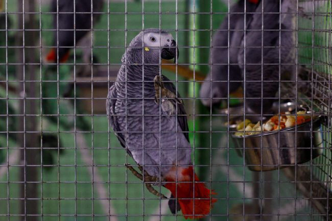 احذروا “حمى الببغاء”.. اجتاحت دولاً أوروبية وأثارت الرعب بعد وفاة 5 أشخاص بالمرض 