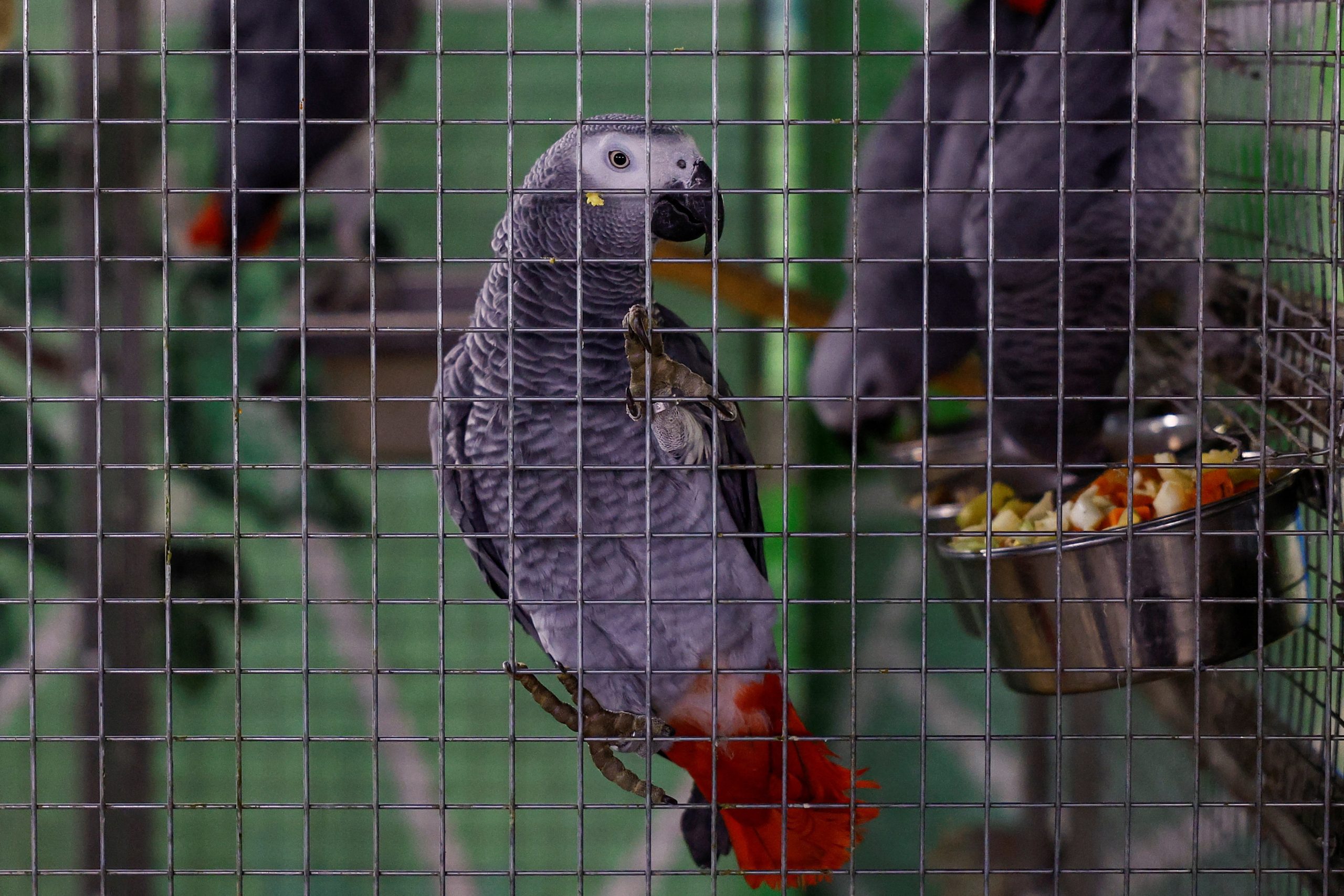 احذروا “حمى الببغاء”.. اجتاحت دولاً أوروبية وأثارت الرعب بعد وفاة 5 أشخاص بالمرض 