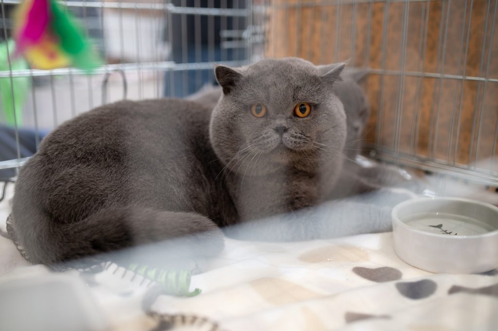 قطة مواد كيميائية سامة