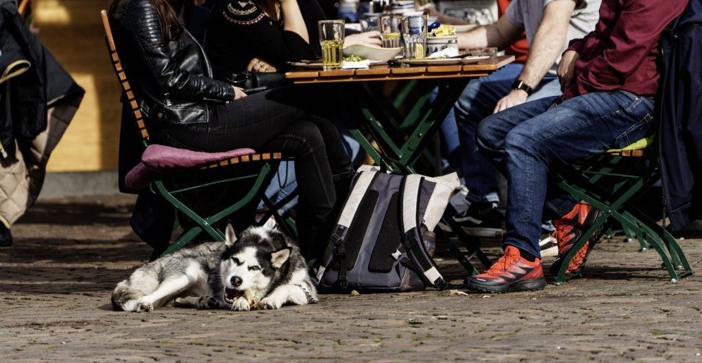 انتقال الفيروسات من البشر إلى الحيوانات