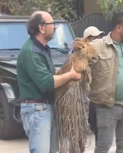 Social Media/ انتقادات على مواقع التواصل بسبب طريقة التعامل مع الشبل!