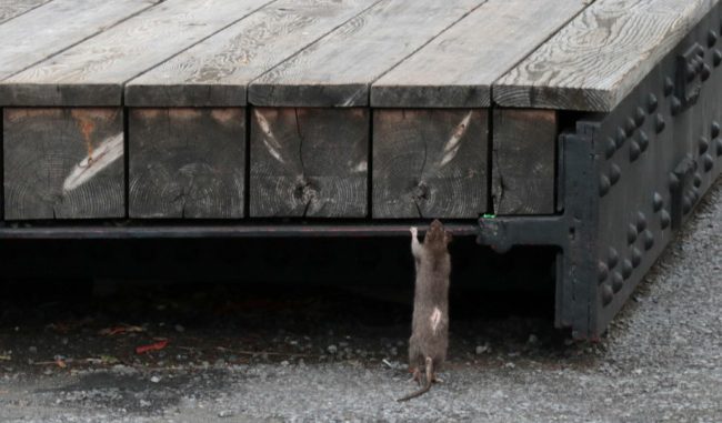 “تعايشوا مع الفئران”! علماء بهولندا يحثون على إنشاء مناطق تغذية للقوارض ويوجهون رسالة للمواطنين