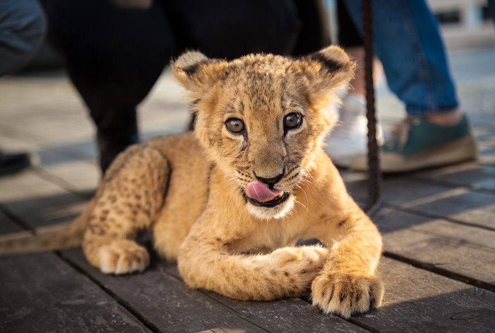 Shutter Stock/ القبض على شبل أسد في القاهرة الجديدة