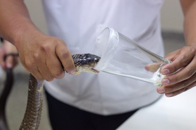 استخدام سم الكوبرا كمخدرات للانتشاء.. الشرطة الهندية تقبض على “مؤثر” متلبساً مع 9 ثعابين