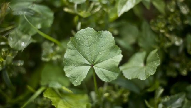 الخبيزة أصبحت الملاذ الأخير للفلسطينيين بغزة.. تحولت إلى شراب في شمال القطاع بسبب الحصار الإسرائيلي (فيديو) 