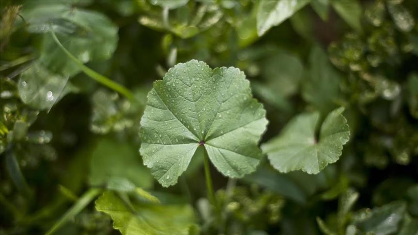 حساء الخبيزة بغزة