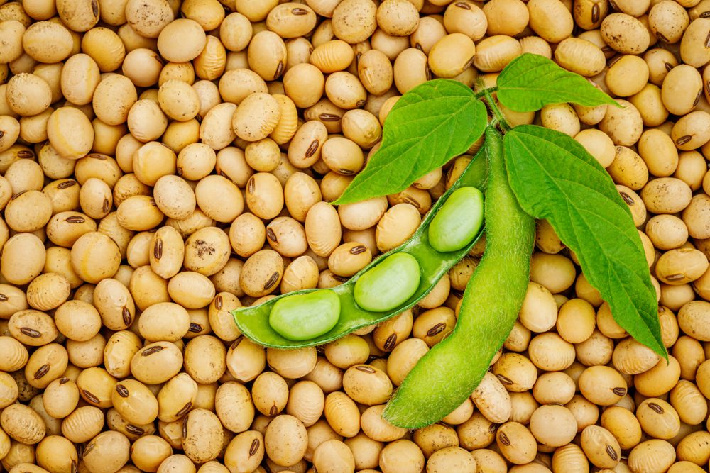 الصويا تساعد في النمو| shutterstock