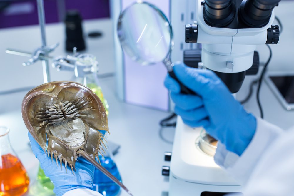 سرطان حدوة الحصان