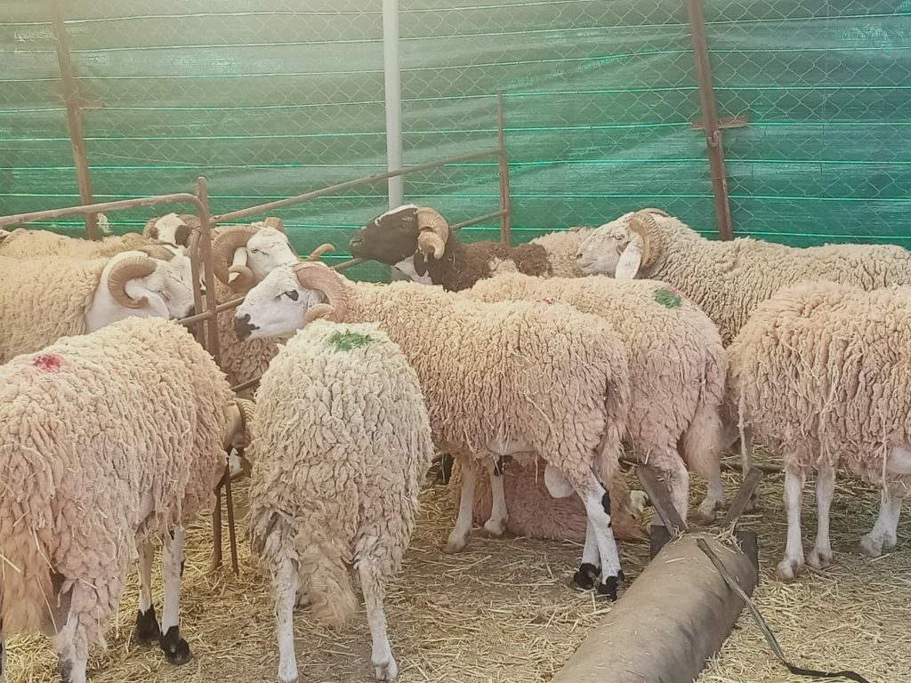 المواشي الرومانية في الجزائر