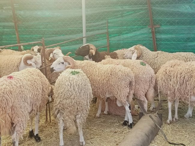 الجزائر “تستنجد” بالأكباش الرومانية لمواجهة الغلاء بعيد الأضحى.. هذه هي الأسعار التي ستعرض بها في الأسواق