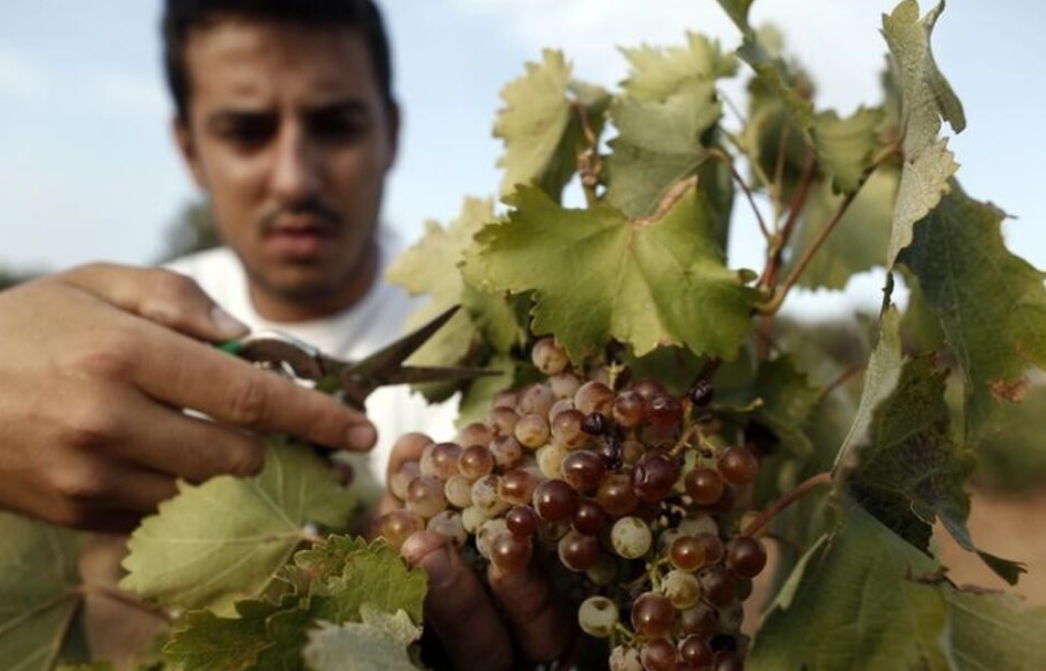 اليونان تلجأ إلى القاهرة لتعويض نقص العمالة.. ستستقدم 5 آلاف مصري في مجال الزراعة بهذا الموعد