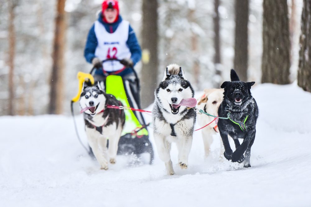 أغرب وسائل المواصلات حول العالم