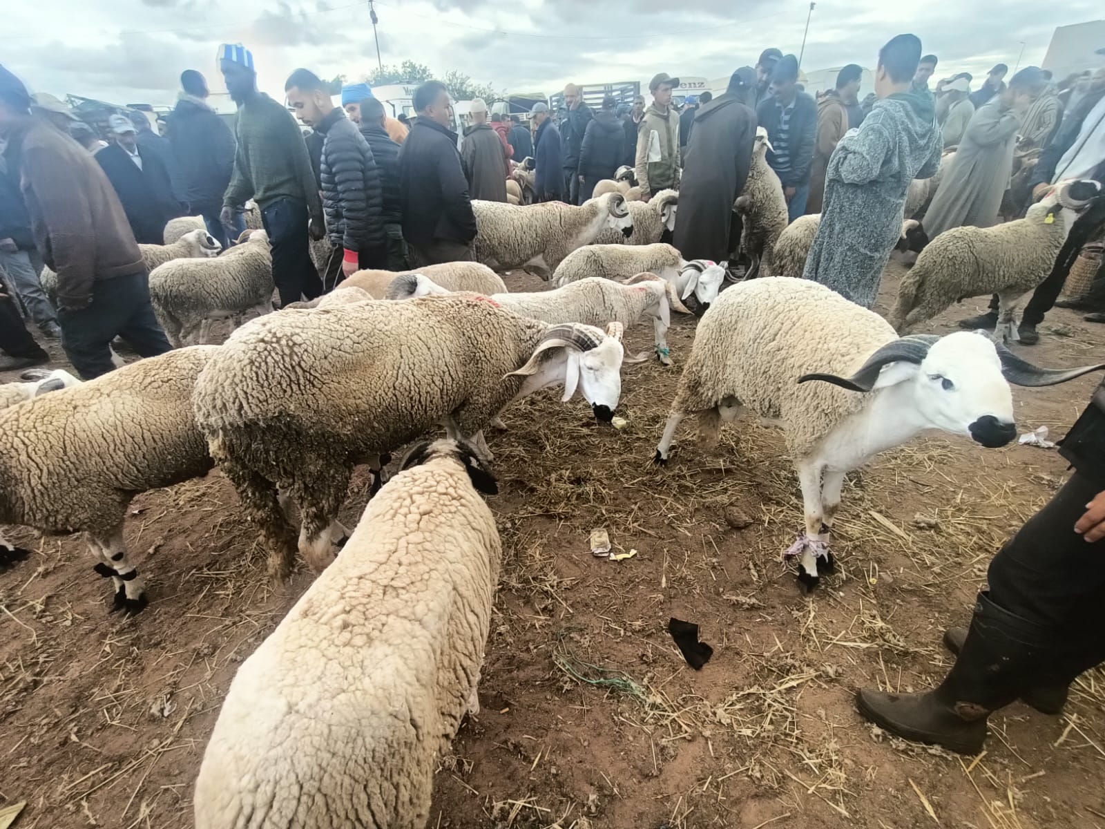 أكباش معروضة في سوق ضواحي مدينة الرباط (خاص عربي بوست)