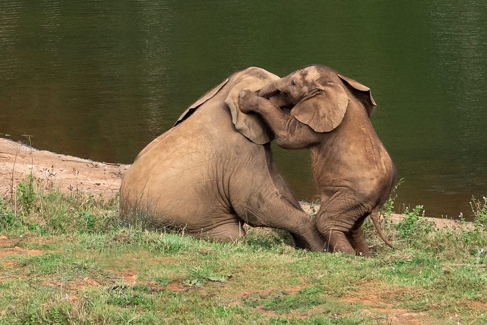 الأفيال لديها أسماء تُنادى بها