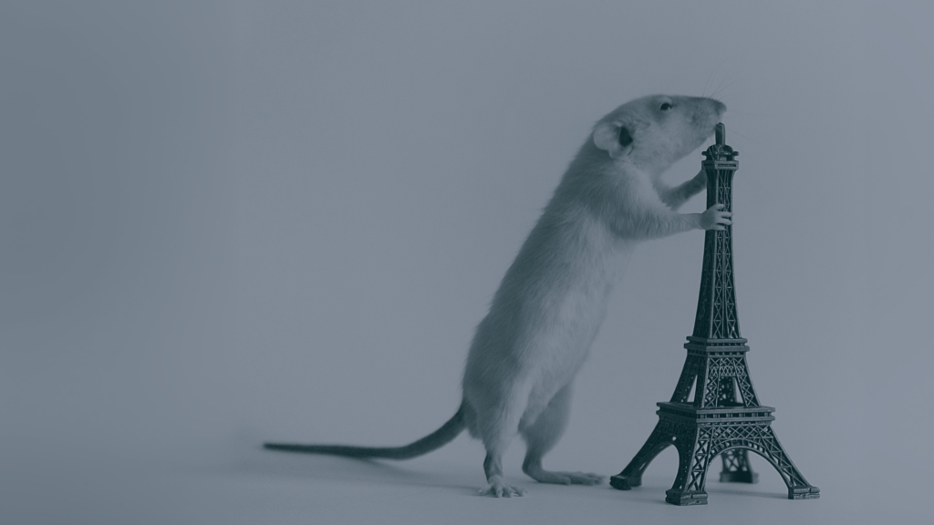 فئران باريس الجرذان بعاصمة النور