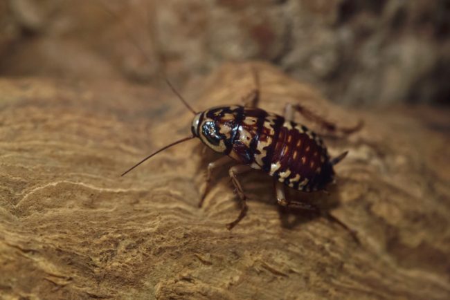 بعد أزمات الغذاء العالمي.. هل يمكن أن يساعد تناول الصراصير في إنقاذ العالم؟