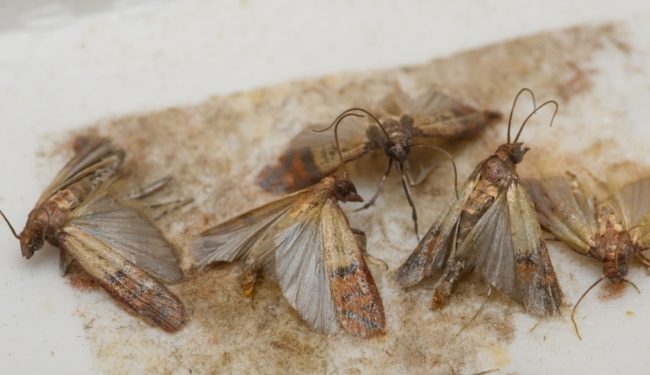 تتغذى على منتجات الحبوب وتتكاثر في المخازن.. طرق التخلص من حشرة عث الطعام وحيل للوقاية منها