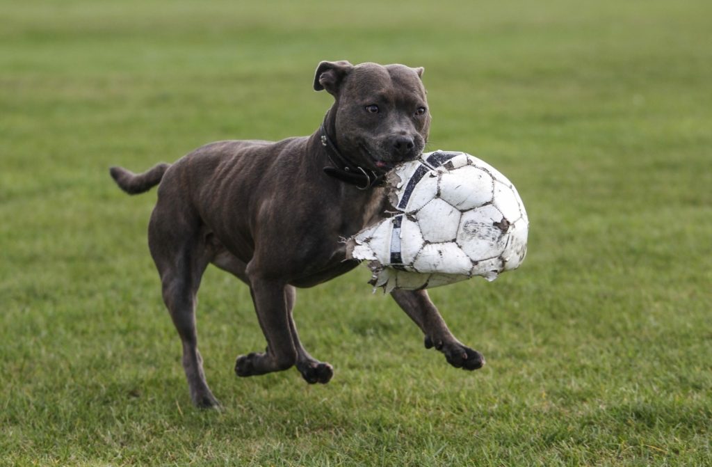 مواقف غريبة في كرة القدم / Getty Images
