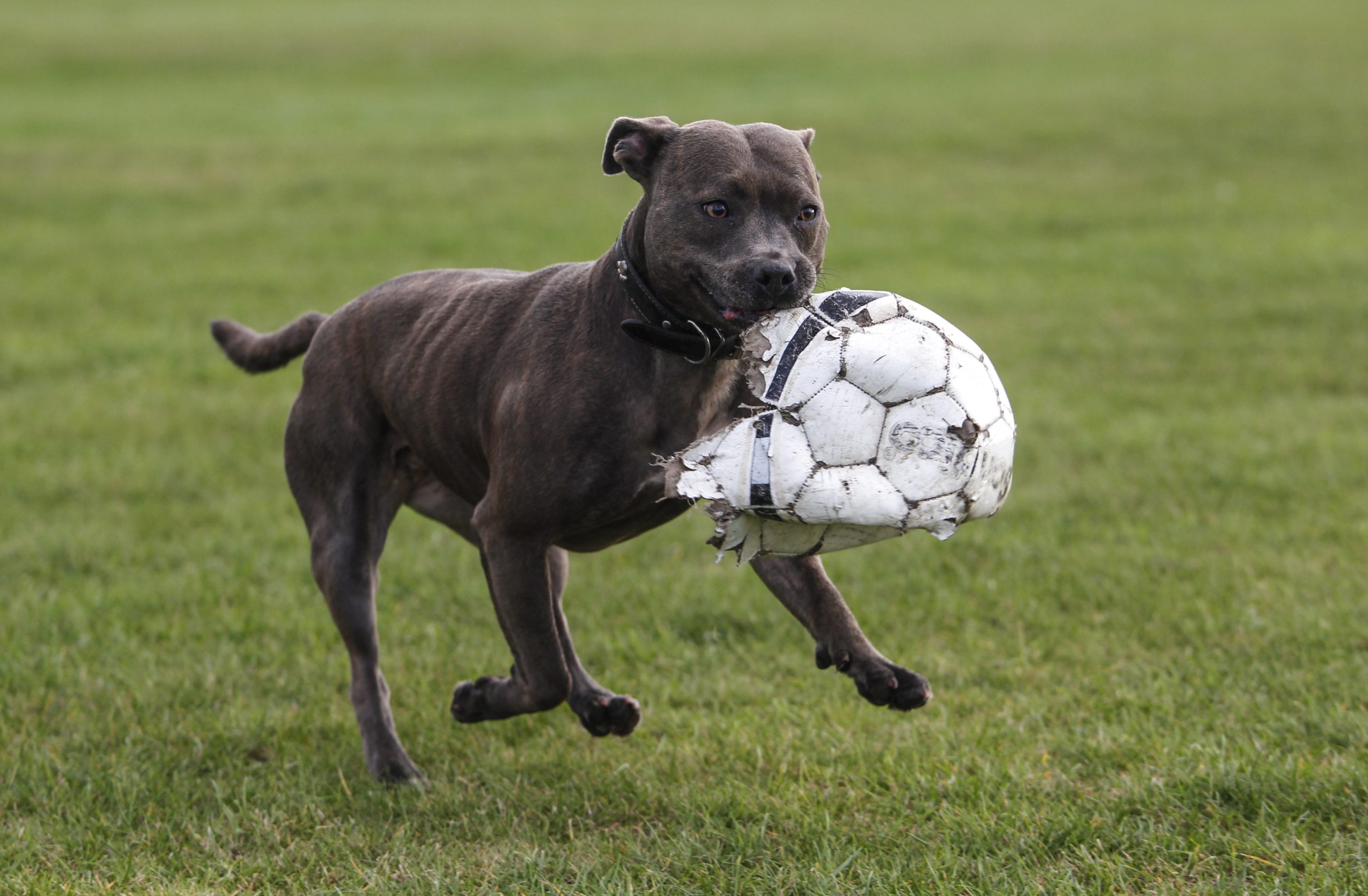 مواقف غريبة في كرة القدم / Getty Images