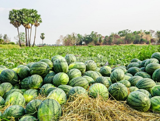 زراعة البطيخ في المغرب